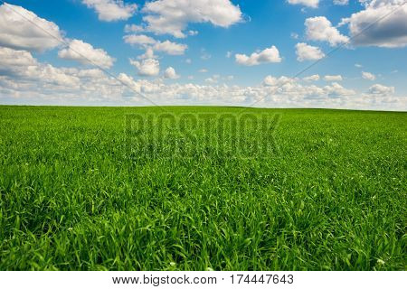 Green Grass And Blue Sky With White Clouds