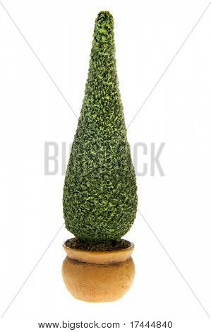 꽃 남 비 격리 된 흰색 배경에서 Buxus 부시