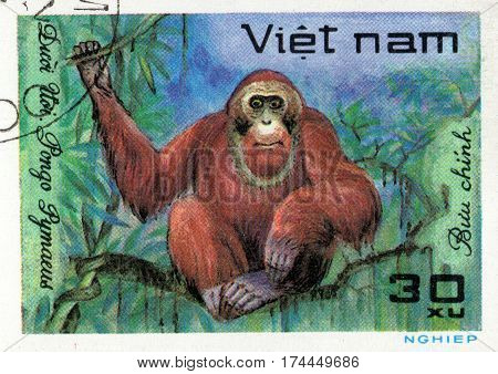 VIETNAM - CIRCA 2017: A Stamp printed in Vietnam shows monkey Orangutan Pongo Pygmaeus series Animals circa 1981