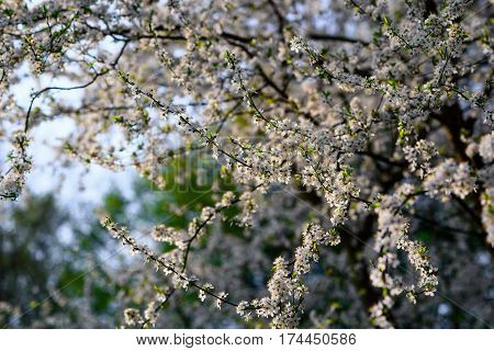 Blooming Almond Tree On The Blue Sky Background.