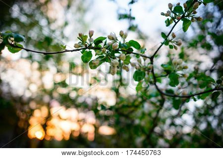 Blooming Almond Tree On The Blue Sky Background.