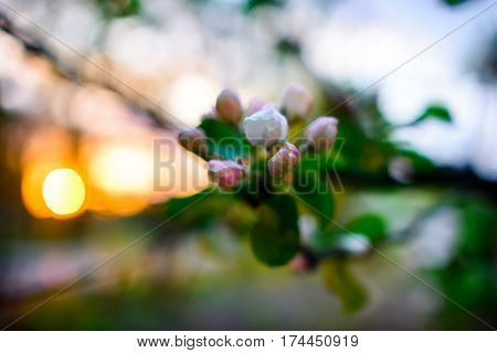 Blooming Almond Tree On The Blue Sky Background.