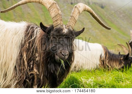 Old big male goat resting on green meadow in ICeland