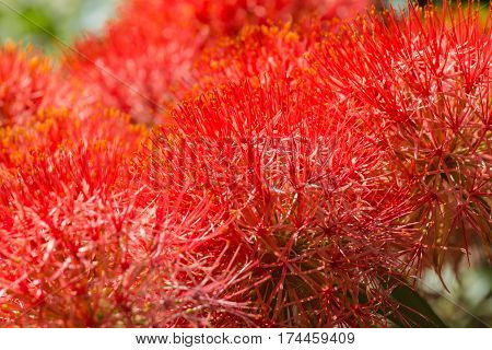 Close up macro Haemanthus multiflorus flower Amaryllidaceae
