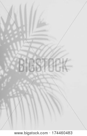 abstract background of shadows palm leaves on a white wall. White and Black