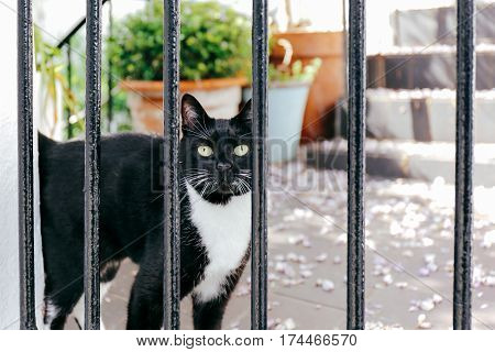 Curious black cat with white chest standing in the front garden, looking at the camera through the fence.