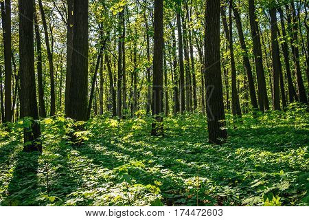 Summer nature landscape with sunlight in trees of deep green forest woods. Scenic forest of fresh green deciduous trees with warm sun rays through the foliage.
