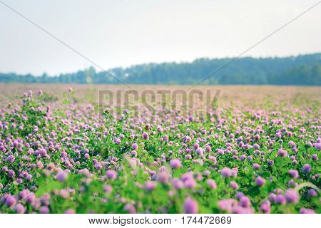 Wild meadow of pink clover flower bloom in green grass field in natural soft sunset sunlight of spring time. Summer outdoor landsccape with pastel colors of beautiful countryside nature blossom