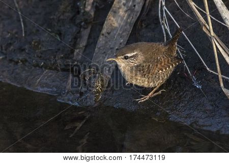 Wren (troglodytes Troglodytes)