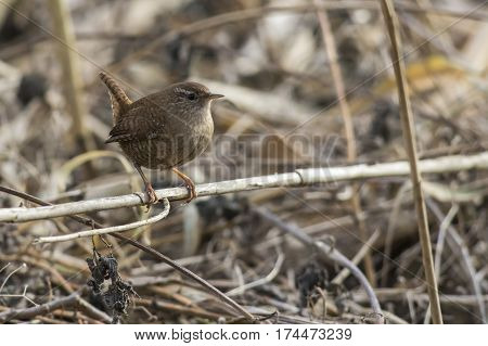 Wren (troglodytes Troglodytes)