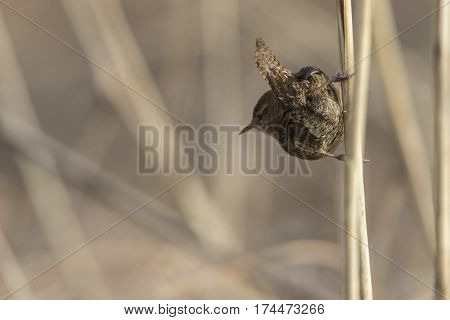 Wren (troglodytes Troglodytes)