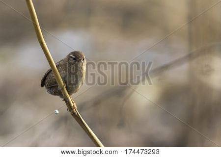 Wren (troglodytes Troglodytes)