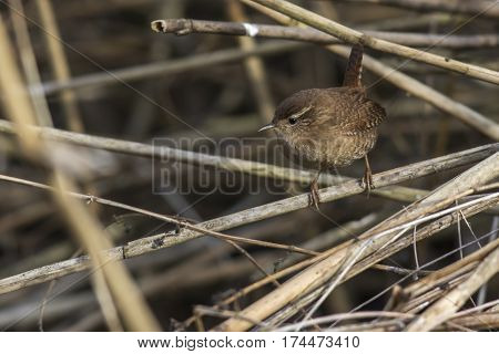 Wren (troglodytes Troglodytes)