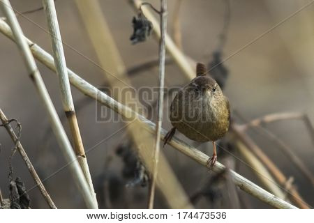 Wren (troglodytes Troglodytes)