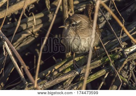 Wren (troglodytes Troglodytes)