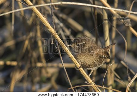 Wren (troglodytes Troglodytes)