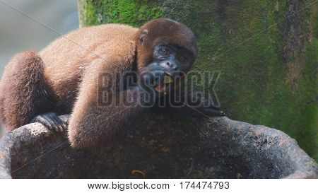 Chorongo monkey eating fruit. Common names: Woolly monkey, Chorongo monkey. Scientific name: Lagothrix lagothricha