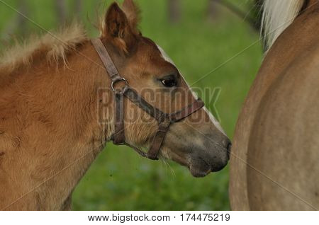 Workhorse. Grazing in the pasture. Meadow in the valley of the Bug.