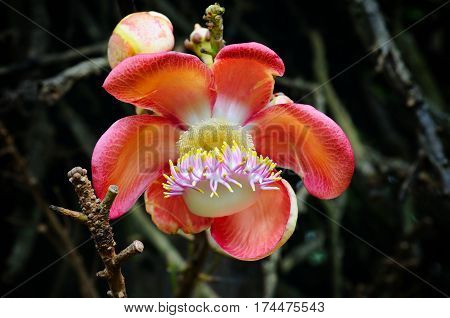 The flower of the sacred Bo tree. Shallow depth of field