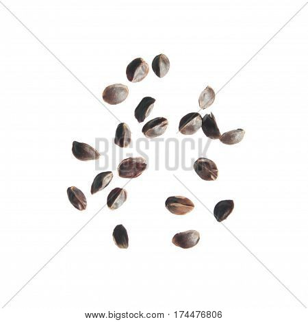 Seeds of obedient plant (Physostegia virginiana) isolated on white background