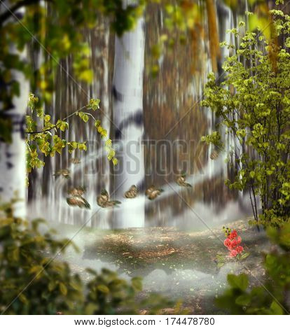 beautiful mystical background photo montage with a birch grove of the middle the meadow with a rose flower between a clouds foggy circle with a butterflies and leaves in the foreground