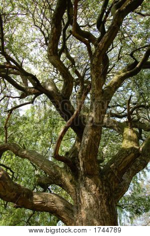 Tronco de árbol