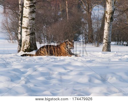 Panthera tigris altaica - Siberian tiger lying on the snow in taiga in birch forest