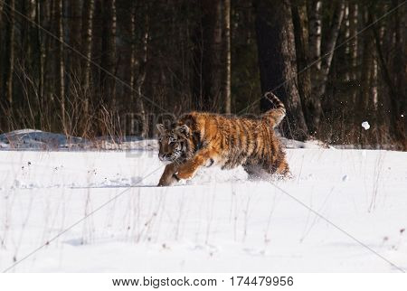 Siberian tiger in wild winter nature in taiga in Russia - Panthera tigris altaica