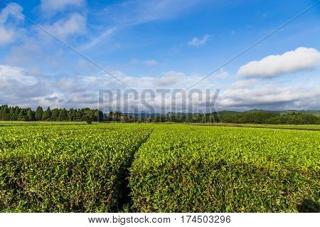 Oolong tea field in Chiran Kyushu and blue sky