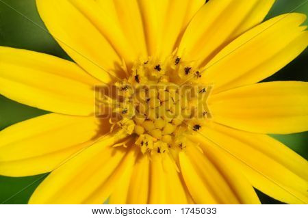 Coreopsis Lanceolata