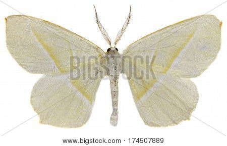 Light Emerald on white Background - Campaea margaritata (Linnaeus 1767)