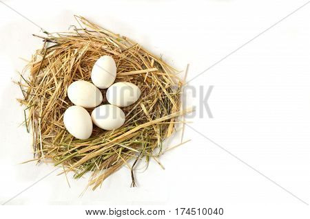 Herbs and plants in the chicken eggs, chicken nest and eggs, pictures of the eggs in the quail's nest, chicken and quail eggs, pictures of the chicken eggs in the most beautiful white ground