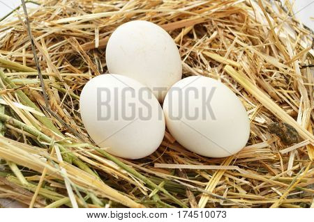 Herbs and plants in the chicken eggs, chicken nest and eggs, pictures of the eggs in the quail's nest, chicken and quail eggs, pictures of the chicken eggs in the most beautiful white ground