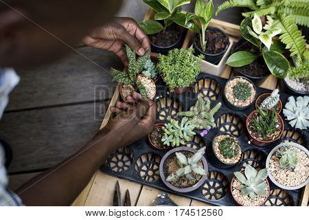 Adult Man Checking Plants Outside Flower Shop