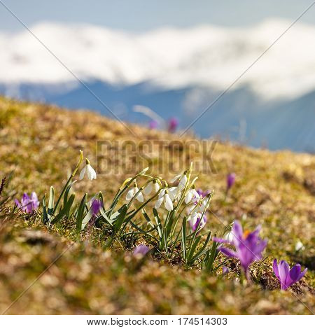 family in early spring snowdrops grow out of the ground in the mountains. mountain landscape. mountain range covered with snow