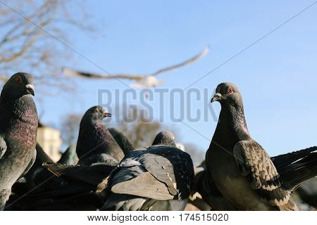 Group of rock pigeons sitting close together, few looking at the camera.