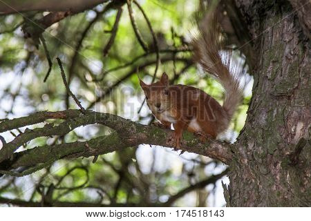 Cute Adorable Squirrel on a Tree Branch Summer