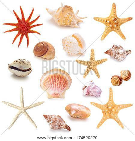Collection Of Seashells.