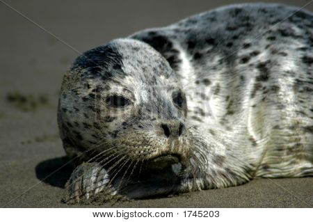 Baby Seal Pup