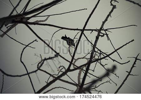 Crow on tree branches - dark concpect