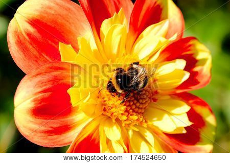 Busy bee collecting pollen from dahlia in a park