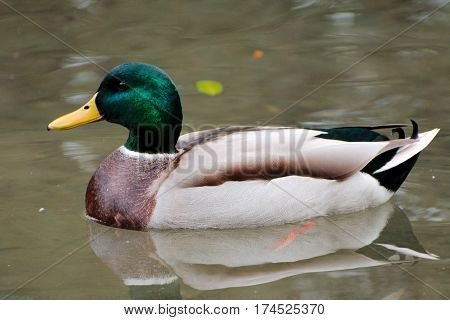 Duck swimming in a calm lake in summer