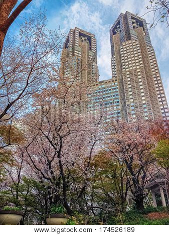 TOKYO JAPAN - MARCH 28 2013: Shinjuku Chuo Park in time of sakura blooming with Tokyo Metropolitan Government Building on the background