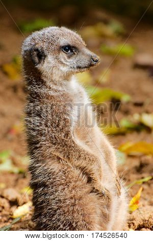 Alert meerkat watching for danger in autumn