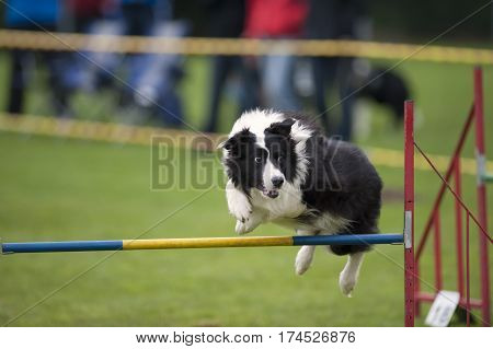 Black and white dog jump over hurdle on agility competition. He is looking aside to his handler's next command.