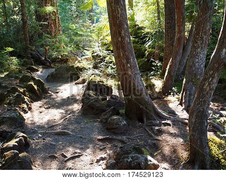 Curved trees beside a dirt path defined by rocks with sun shining through the forest canopy in the woods of Western Oregon near Koosah Falls on the McKenzie River on a fall day.