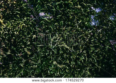 Green moss and lichen texture and background. Mossy stone background. Abstract texture and background for designers. Mossy texture. Closeup view of green moss and lichen.