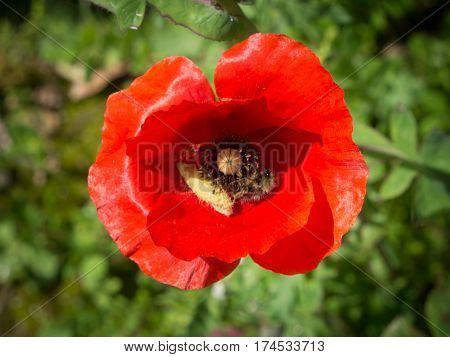 Poppy flowers on Olympos ruins Cirali Turkey
