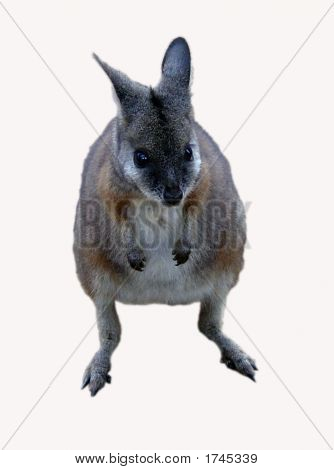 Wallaby หนุ่มน่ารัก