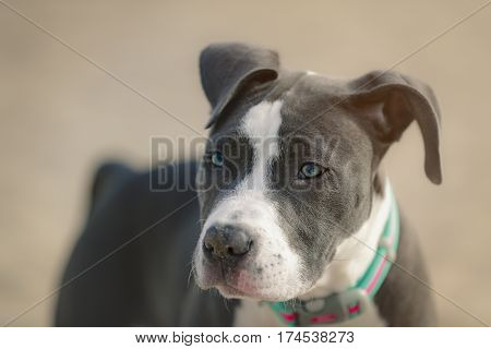 Four months American Pitbull playing on the beach.